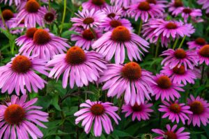 echinacea-medicinal-flower-in-pot