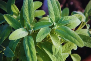 sage herb