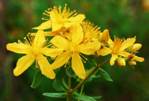 St. John’s Wort plant