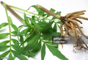 Valerian Root