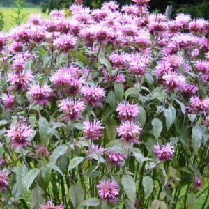 Wild Bergamot plant