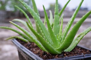 Aloe vera plant in a small clay pot for burns, rashes, and skin healing