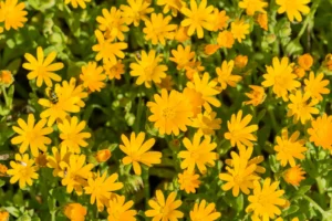 Calendula flowers in a container used for wound healing and skin care