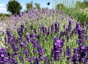 Lavender growing in a terracotta pot for stress relief and calming sleep