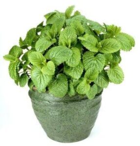 lemon-balm-medicinal-herb-in-container