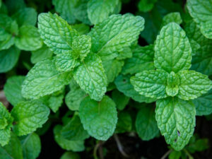 Peppermint plant in a container used for digestion and headache relief