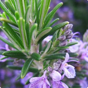 rosemary medicinal herb