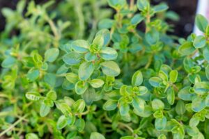 Thyme herb in a small pot for sore throat, cough, and natural antiseptic uses
